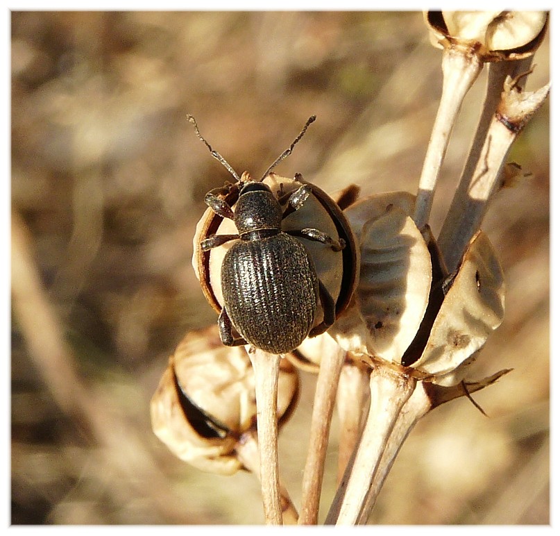 Otiorhynchus (Arammichnus) cfr. ferrarii